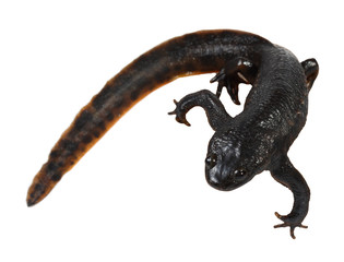 Newt on the white background