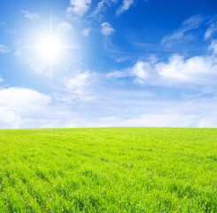 Obraz premium Green field