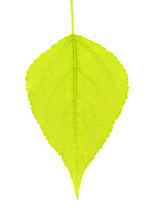 leaf