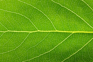 green leaf texture