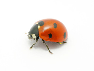 Fototapeta premium Ladybug