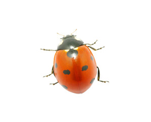 Ladybug