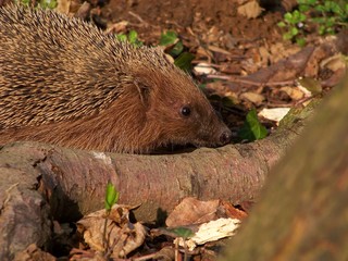 Hedgehog