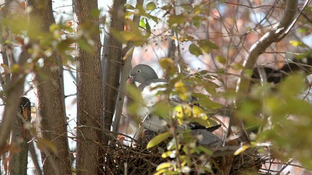tauben im nest