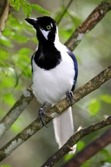White Tailed Jay Bird