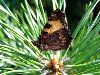 Fototapeta premium Butterfly on a pine