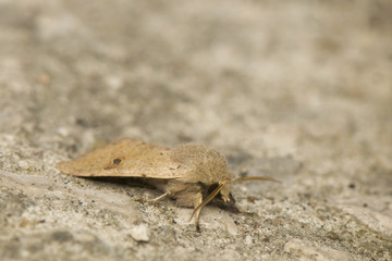 Orthosia cruda