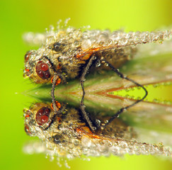 Fly in drops