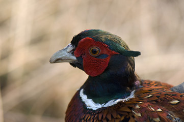 Phasianus colchicus