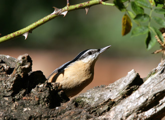 Portrait of a Nuthatch