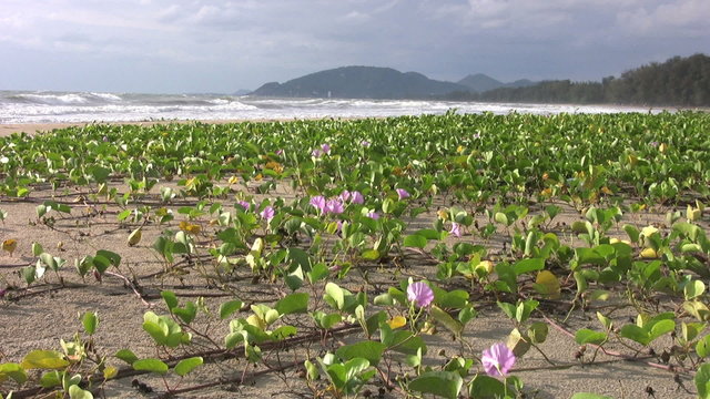 Flowers On The Beach