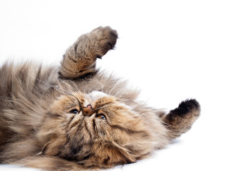 Персидская кошка - obrazy, fototapety, plakaty
