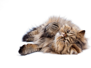 Персидская кошка - obrazy, fototapety, plakaty