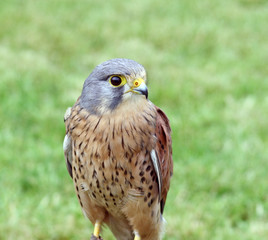 bird of prey 8