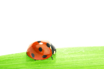 ladybug on grass