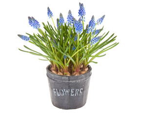 Blue grapes in a bucket isolated on white