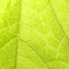 green leaf