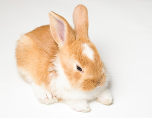 cute brown rabbit