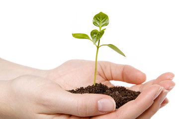 Маленький росток в руках