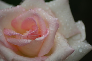 Pink Rose