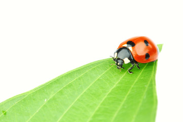 ladybug on leaf