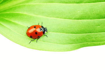 ladybug on leaf
