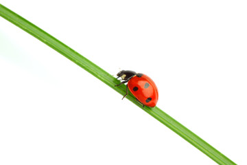 ladybug on grass