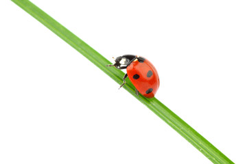 ladybug on grass