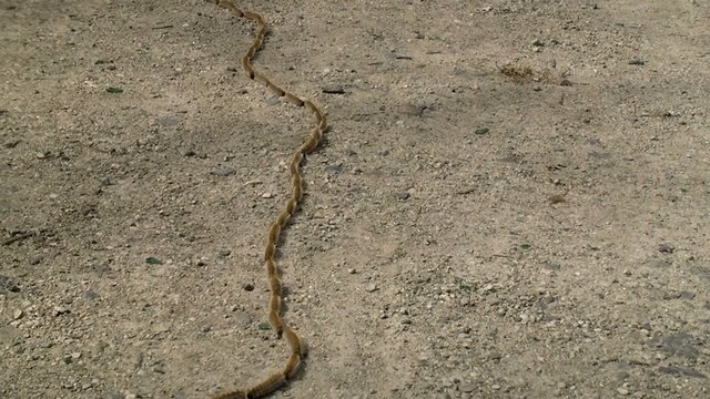 Chenilles processionnaires en file, en rang