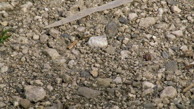 Chenilles processionnaires en file, en rang