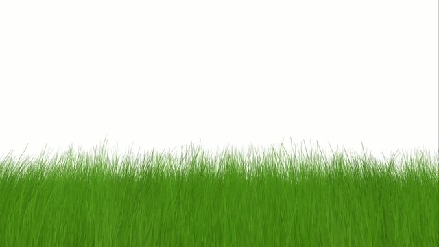 Green grass on wind