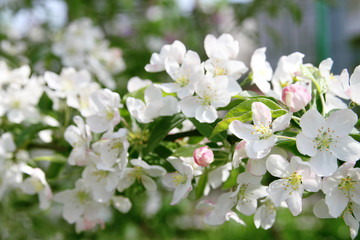 Fleurs de Pommier