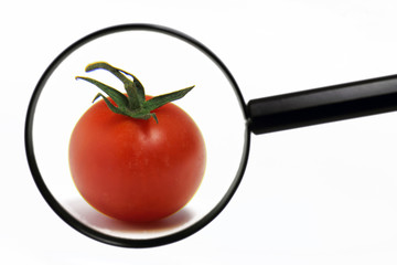 tomate hinter lupe