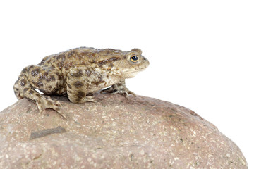 toad