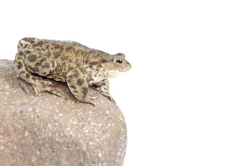 toad