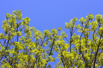 printemps