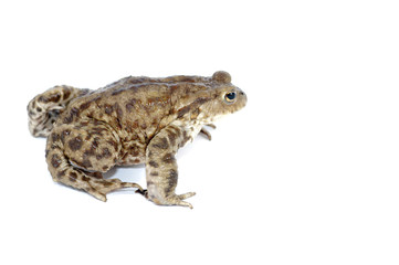 toad