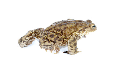 Fototapeta premium toad