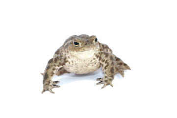 toad