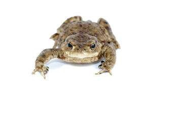 toad