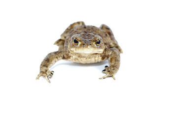 toad
