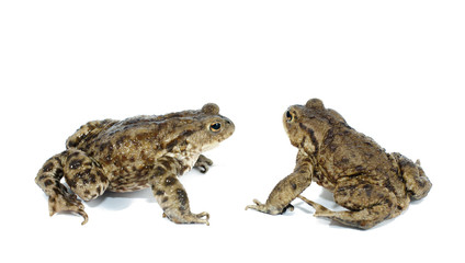 toad