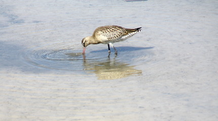 Archibebe Claro (Tringa nebularia)