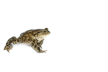 toad