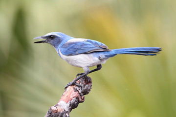 Endangered Florida Scrub-Jay