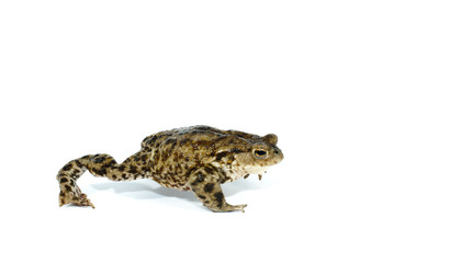 Fototapeta premium toad