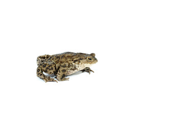 toad