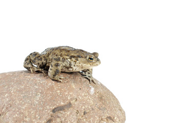 toad
