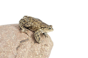 Fototapeta premium toad