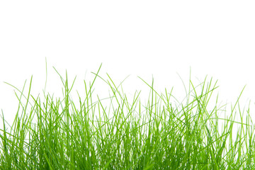 Grass Background